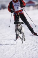 Lenk 2013